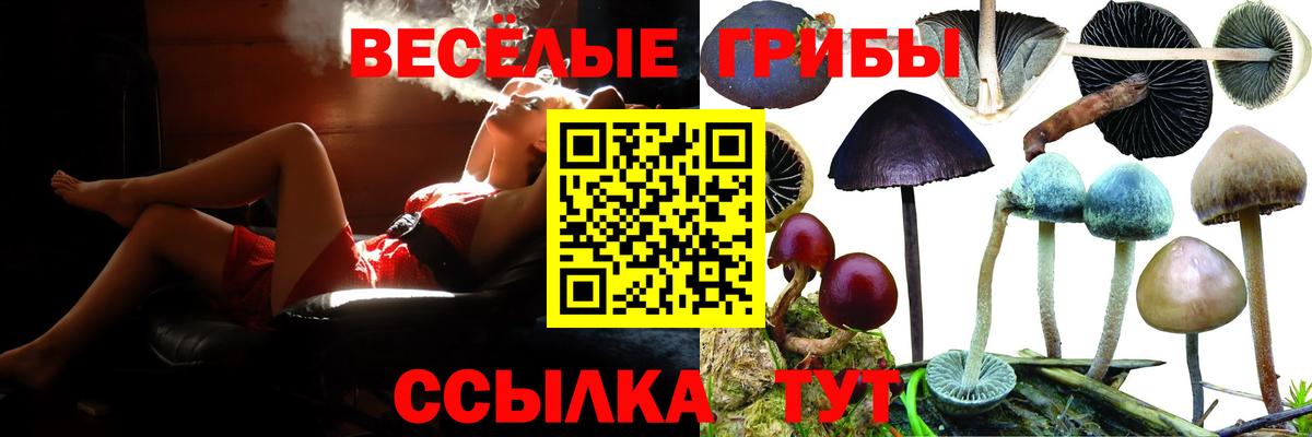 как найти закладки  Вход с VPN  Новоалтайск  Псилоцибиновые грибы Psilocybine cubensis 
